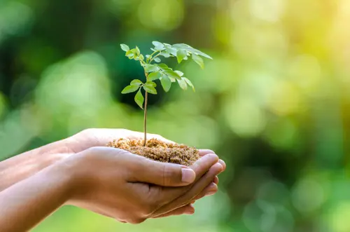 Close-up of hands gently holding a small tree seedling with soil and turf, symbolizing growth and environmental care