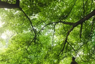 A zoom in on the green leaves of a tree