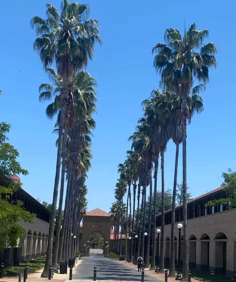 Stanfordpalmrowsmaller_2023